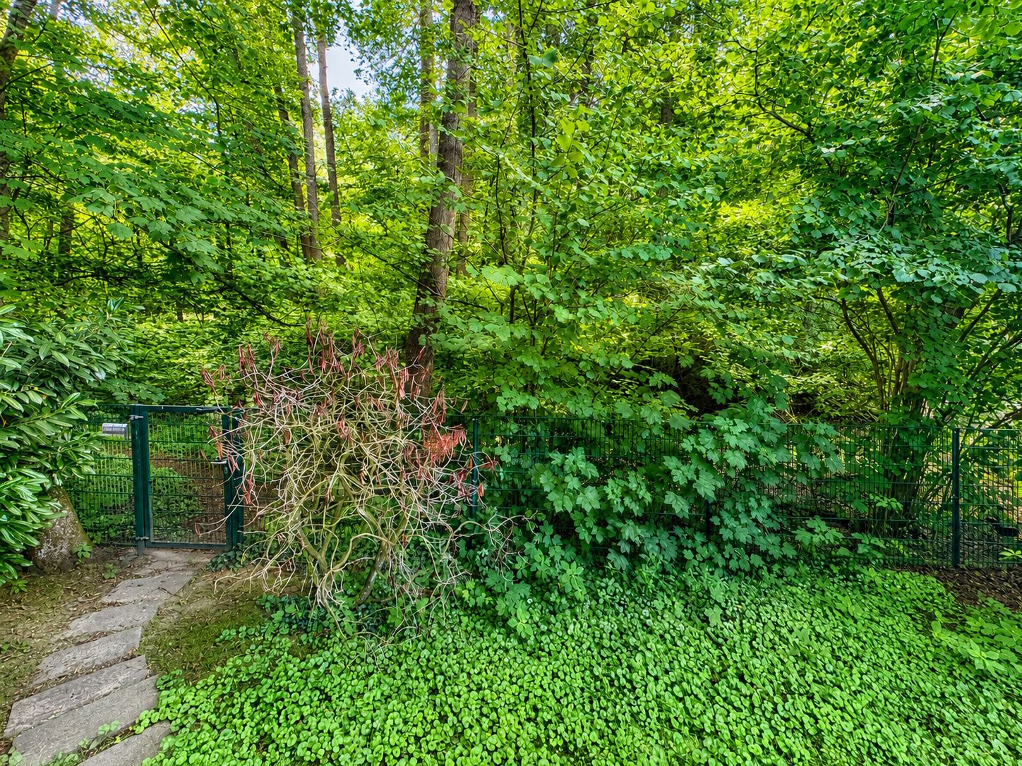 Garten mit grünem Zaun, Weg und dichter Bepflanzung am Waldrand.