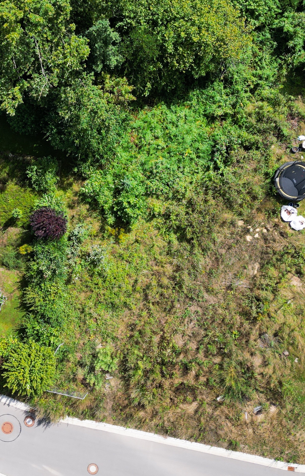Luftaufnahme eines wild bewachsenen Gartengrundstücks mit Bäumen und angrenzender Straße.