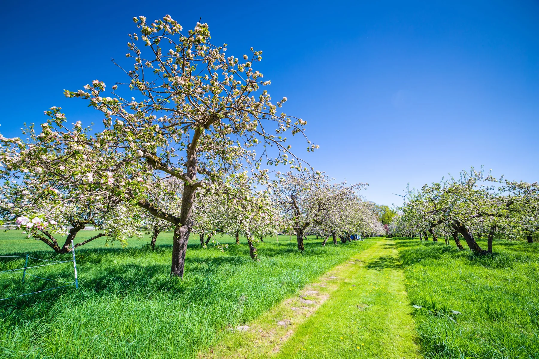 Blühende Obstbäume auf einer grünen Wiese mit einem Grasweg unter blauem Himmel.
