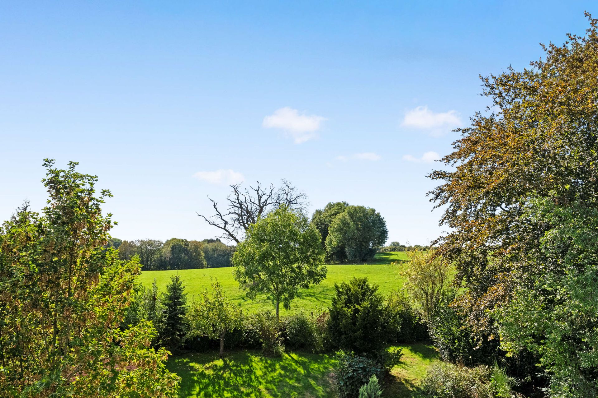 Blick auf eine grüne Wiese mit Bäumen und blauem Himmel im Hintergrund.