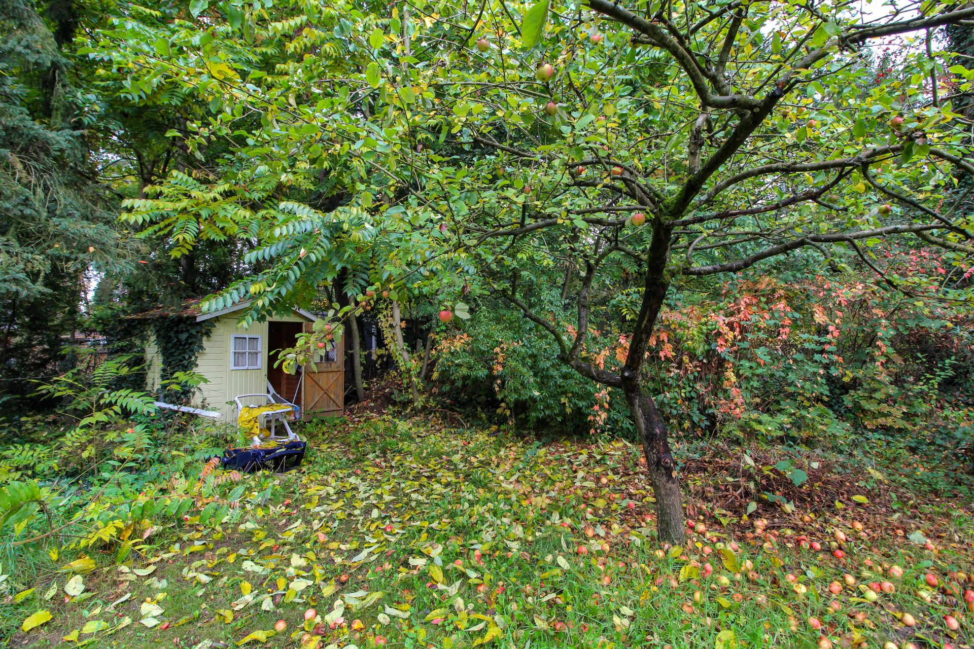 Garten mit Apfelbaum, herabgefallenen Blättern und kleinem Gartenschuppen im Hintergrund.