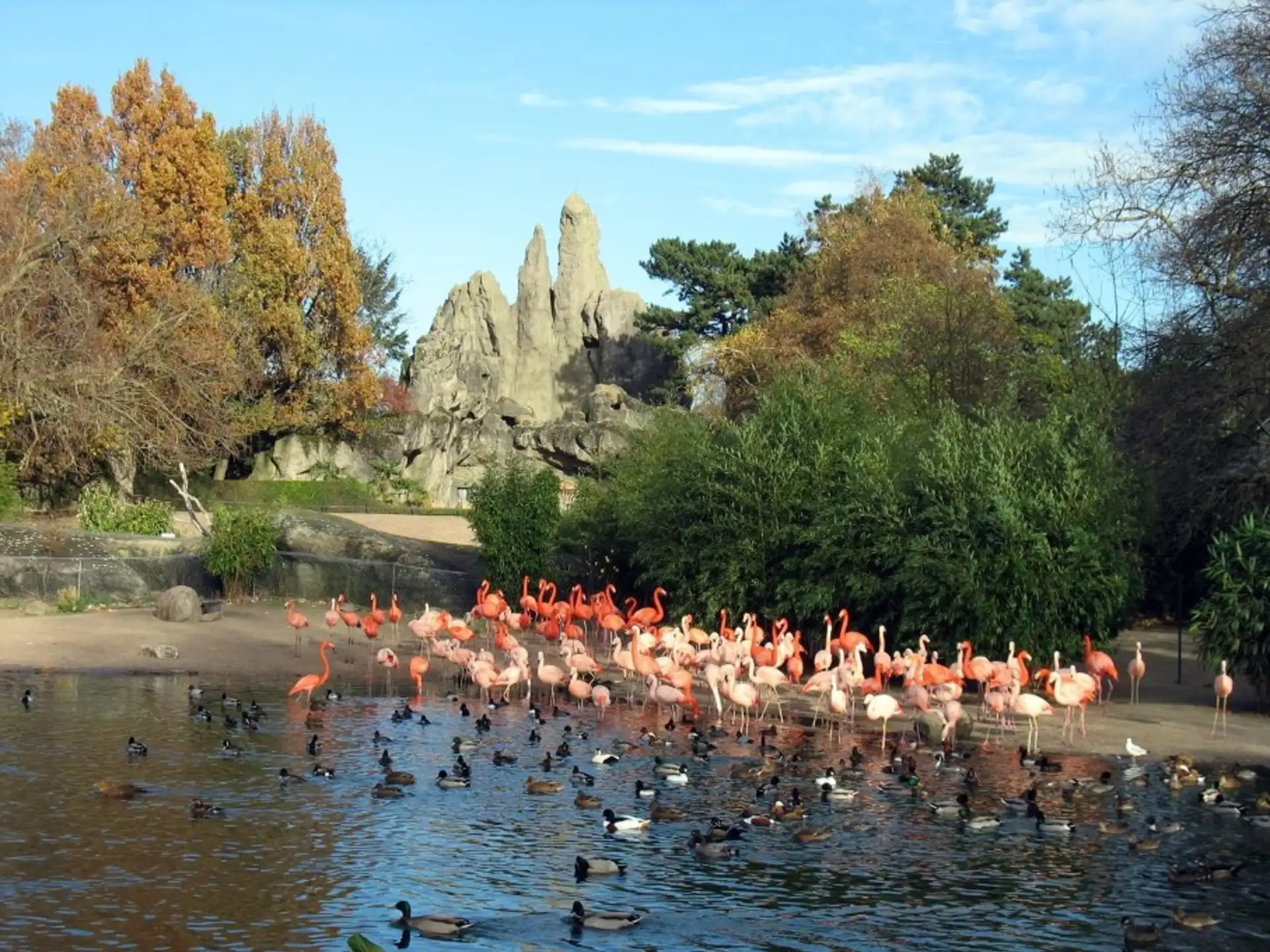 Viele Flamingos und Enten stehen am Ufer eines Teichs, umgeben von Bäumen und Felsen.