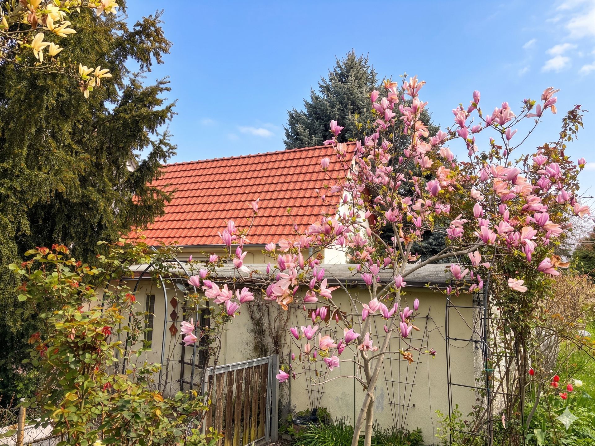 Kleines Haus mit rotem Ziegeldach und blühendem Magnolienbaum im Garten.