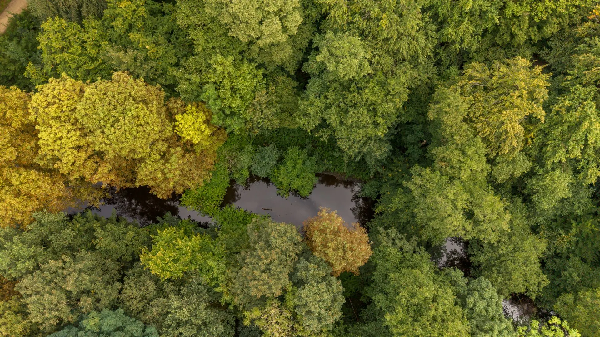 Luftaufnahme eines dichten Waldes mit einem kleinen Teich in der Mitte.
