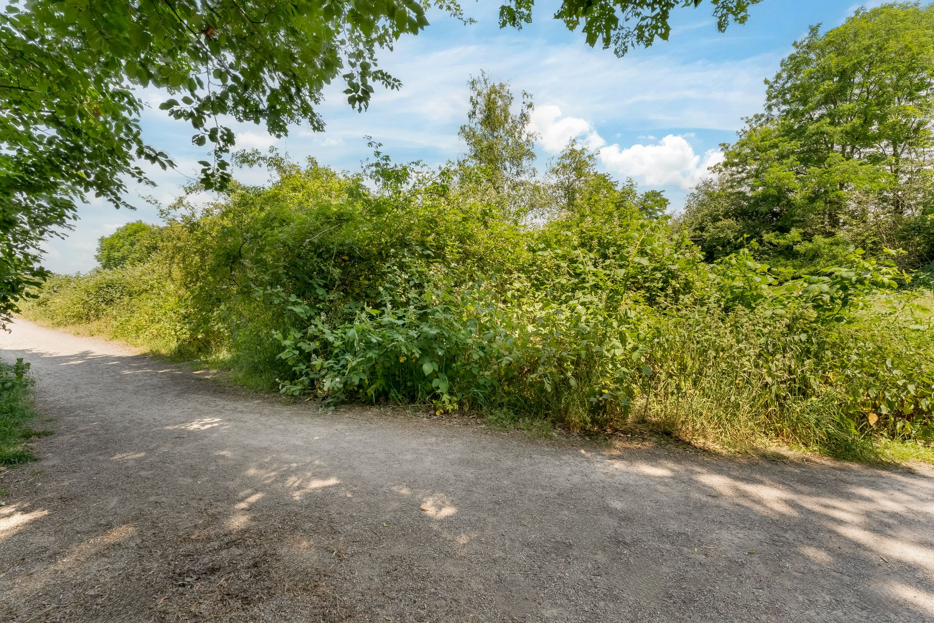 Ein Schotterweg an dicht bewachsenen Büschen und Bäumen an einem sonnigen Tag.