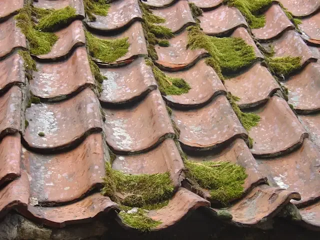 a green fungus accumulated on a bad roof due to a bad job done