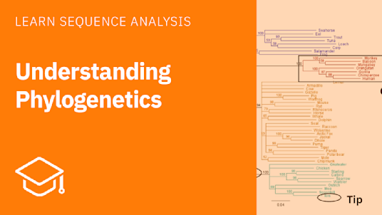 Understanding Phylogenetics