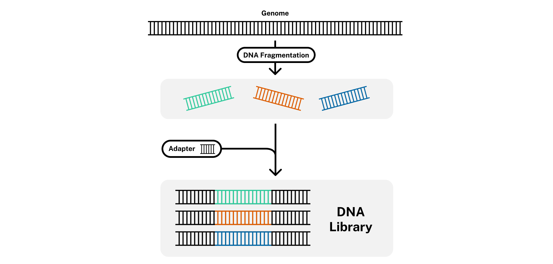 Introduction to DNA Sequencing - Geneious