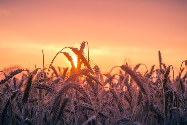 pexels - harvest field