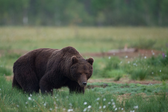 201307-Baeren-Finnland-33