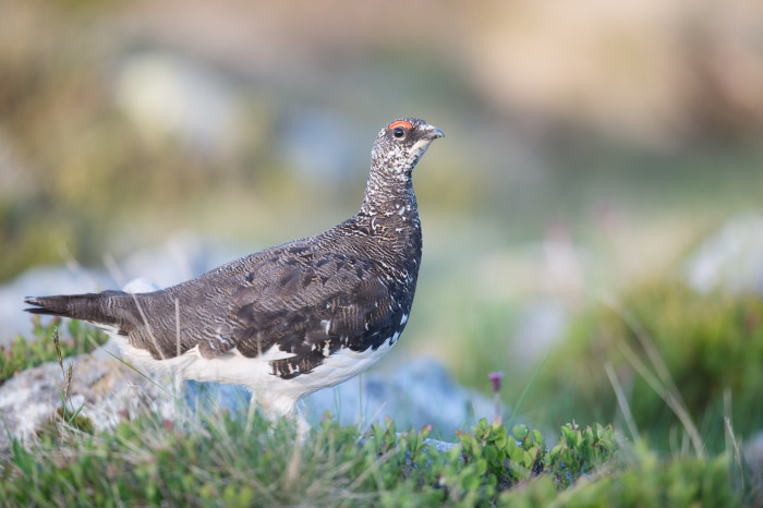 Tierfotografie Steinbock und Schneehuhn