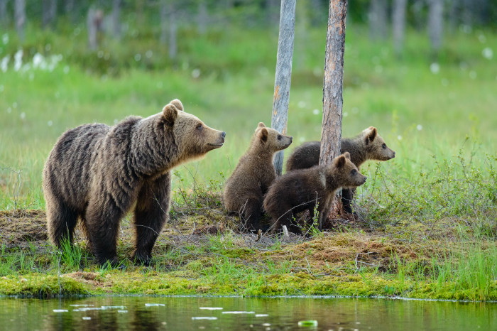 Braunbären in Finnland