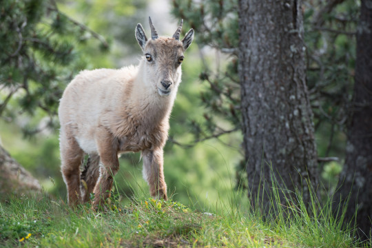 201406-Steinbock-Schneehuehner-3