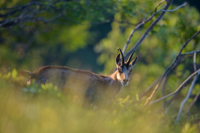 Tierfotografie Gämsen und Schneehühner