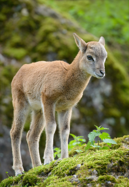 201301-Tierpark-Goldau-3