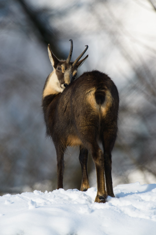 201301-Tierpark-Goldau-J-3