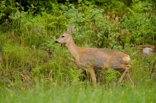 201216-Schweden-4