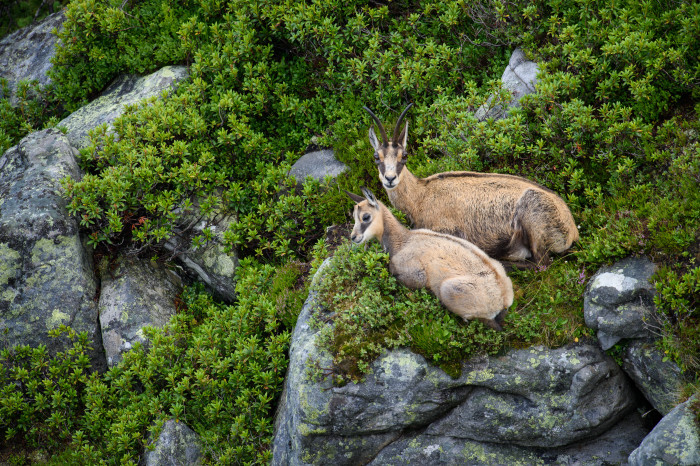 Tierfotografie Alpen