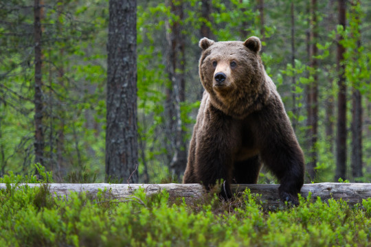 20170600-Baeren-Finnland-5030