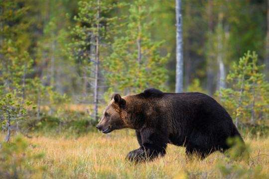 20170900-Baeren-Finnland-0276