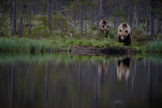 20170600-Baeren-Finnland-6710