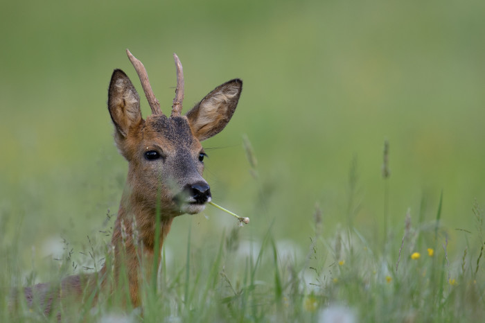 Heimisches Rehwild