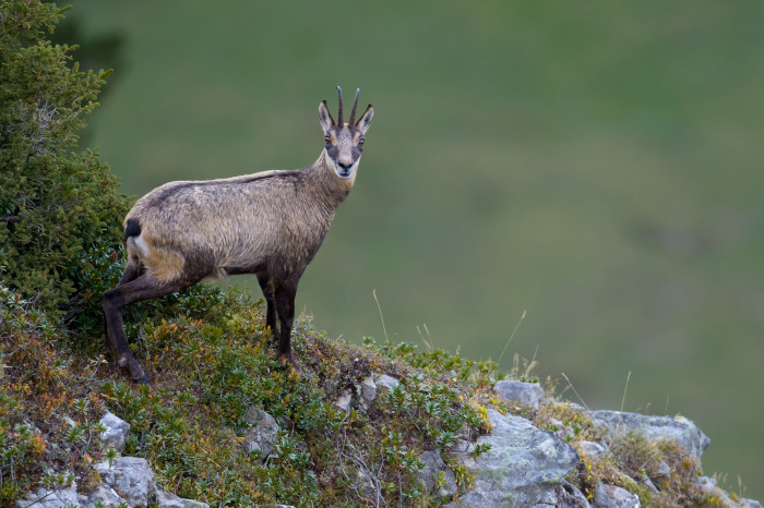 Tierfotografie Bergbewohner