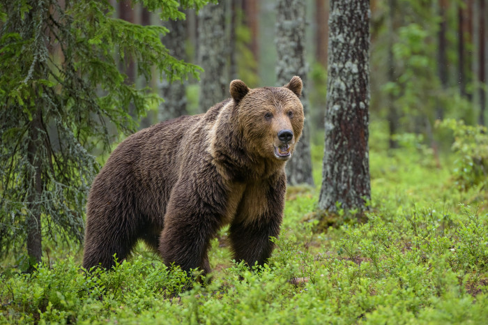 Zu Besuch bei den finnischen Bären