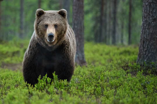 20170600-Baeren-Finnland-5198