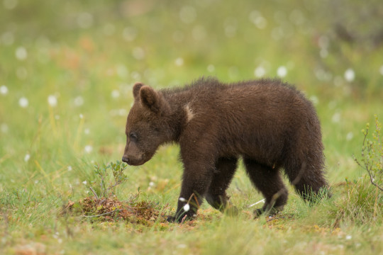 201307-Baeren-Finnland-19