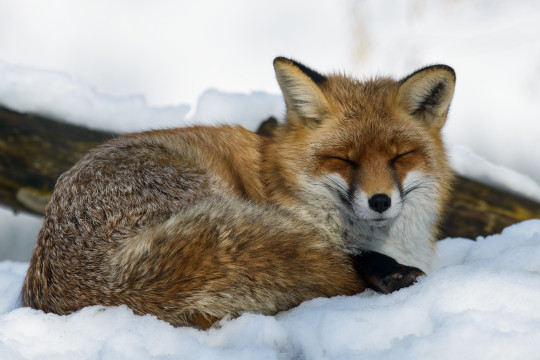 201301-Tierpark-Goldau-J-1