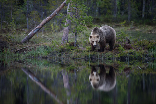 20170600-Baeren-Finnland-6706