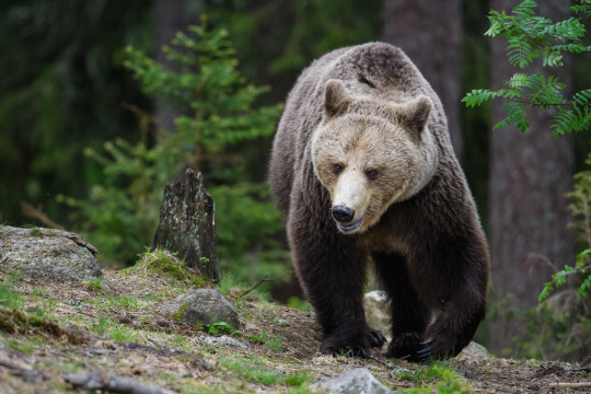 20170600-Baeren-Finnland-5317