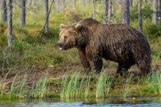 201307-Baeren-Finnland-26