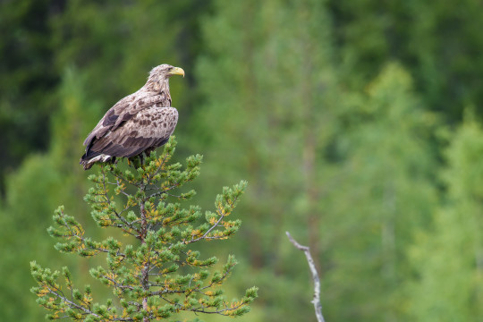 20170900-Baeren-Finnland-7075