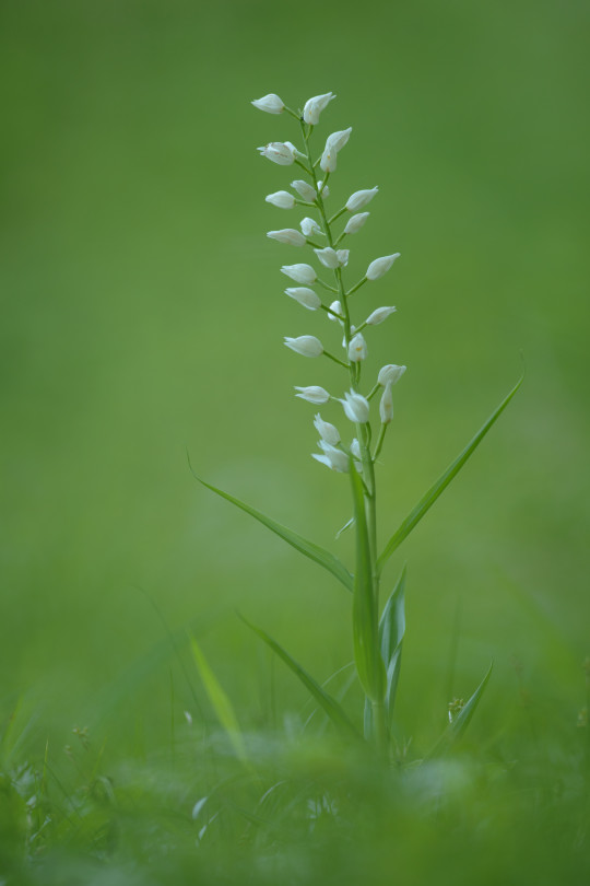 fotografie-pflanzen-3923