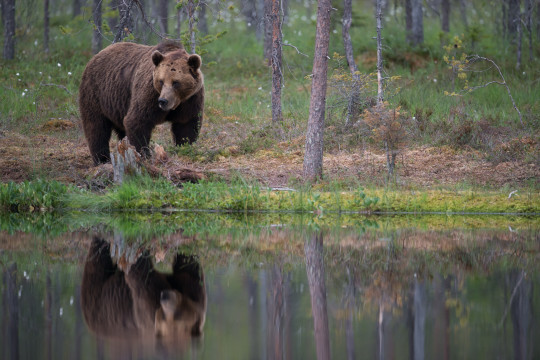 201307-Baeren-Finnland-27