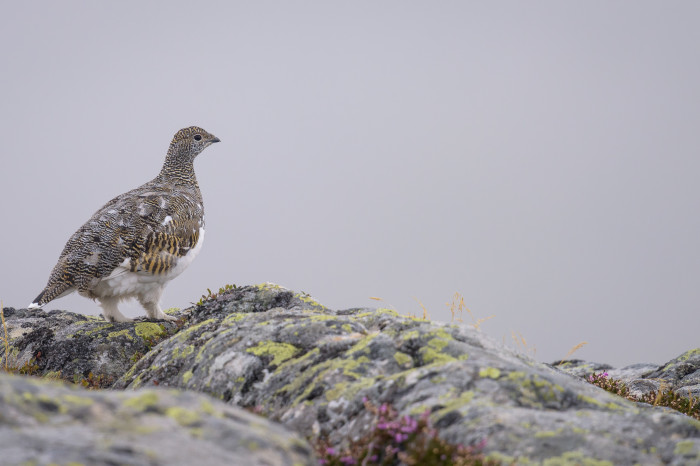 Tierfotografie Gämsen und Schneehühner