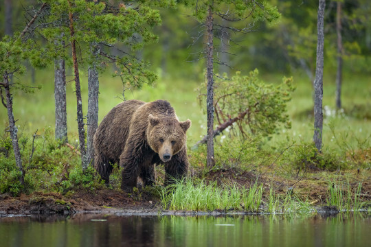 201507-Baeren-Finnland-9611