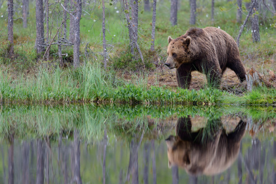 201307-Baeren-Finnland-28