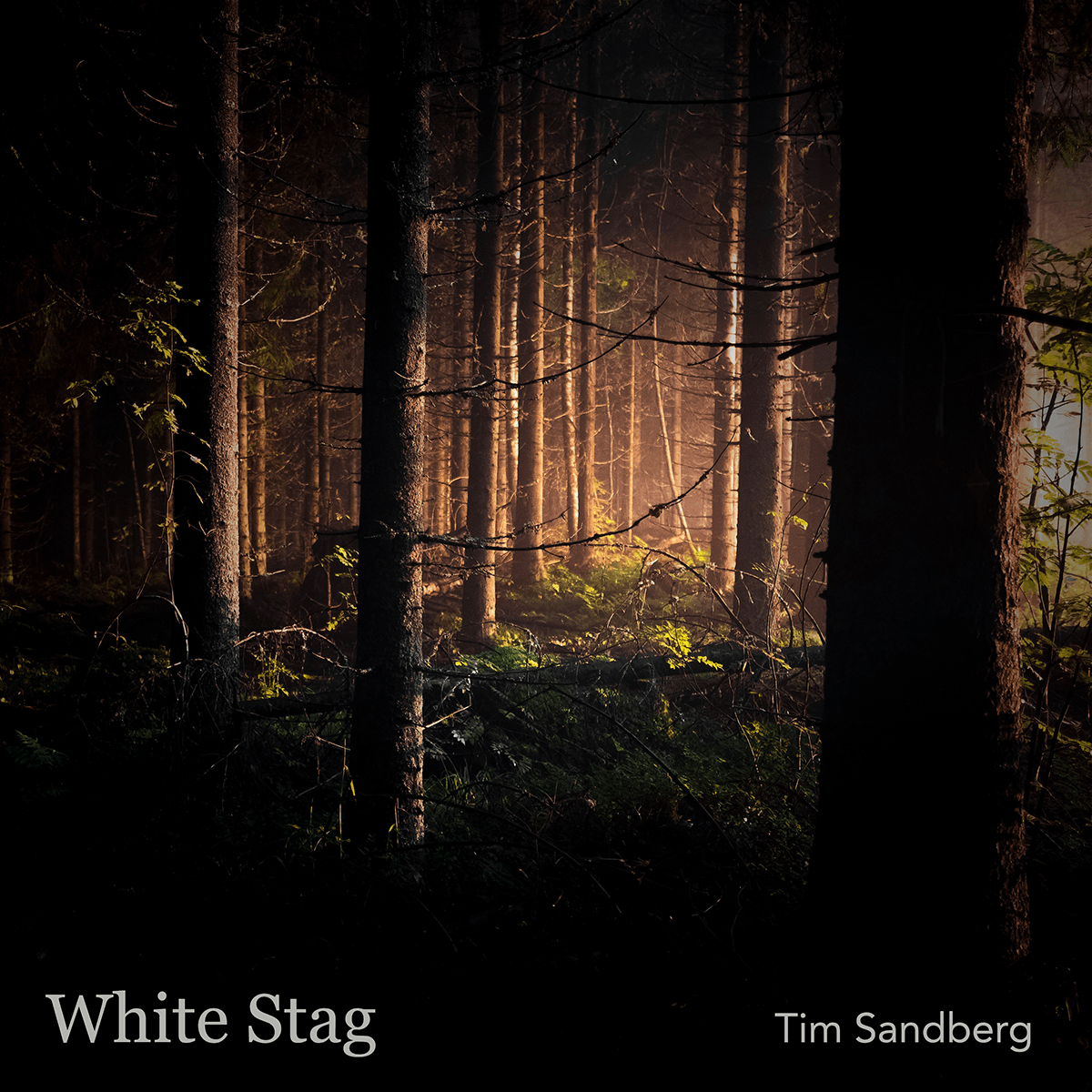Sunlight breaking through the trees in a dark forest.
