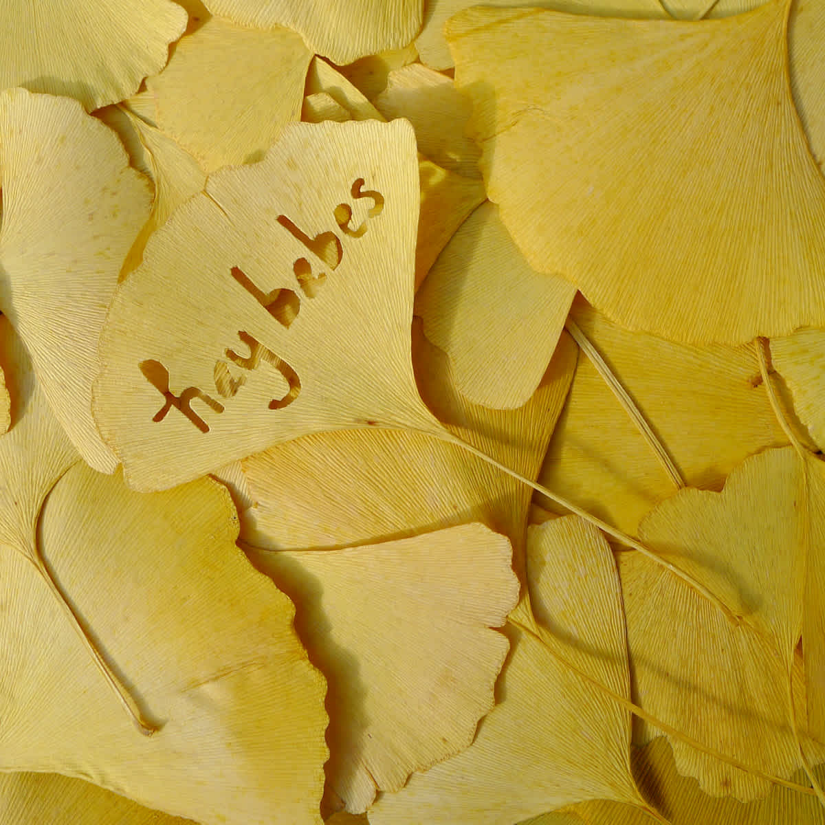 Close-up photograph of golden-yellow gingko leaves, with one in the center cut out to say "hay babes"