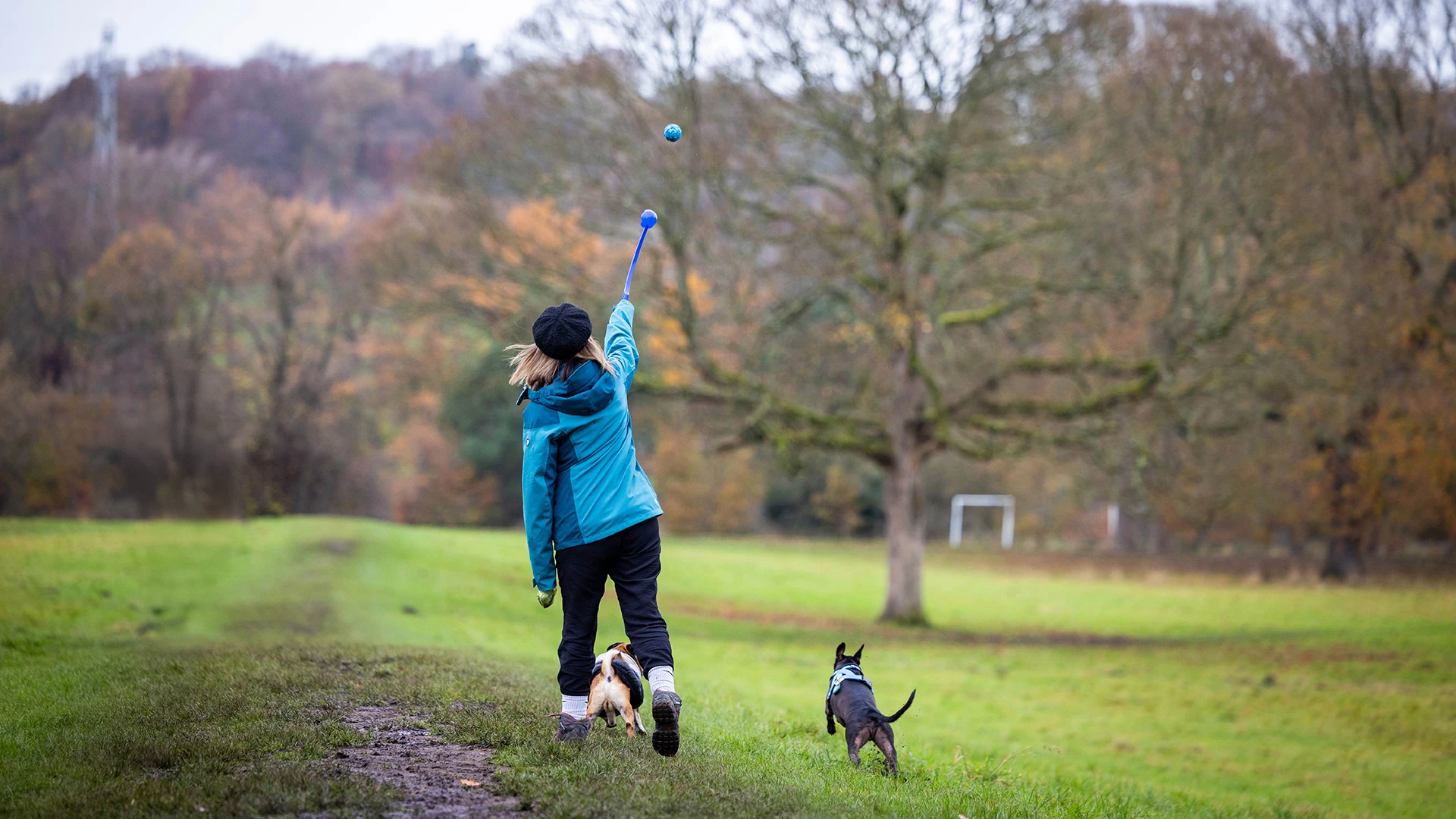 Woman throwing ball for two small dogs in an autum park scene