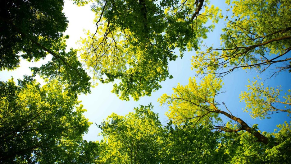 tree canopy looking towards the sky