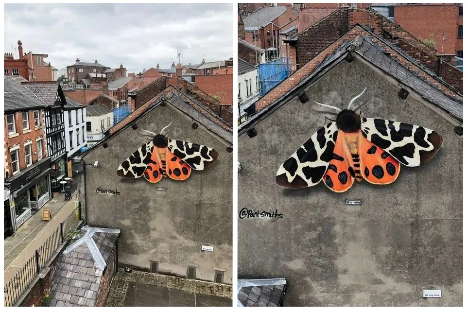 moth-3