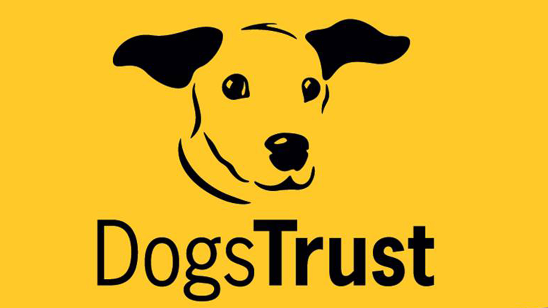 Dogs trust best sale puppy training classes