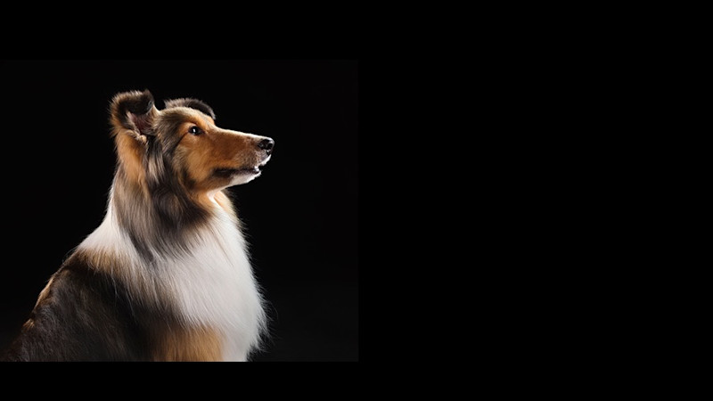 En collie med lång päls i brun, svart och vit färg fotograferad i profil mot svart bakgrund, tittar uppmärksamt åt sidan.