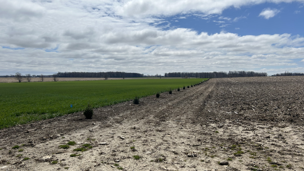 A farm field with a row of newly planted trees