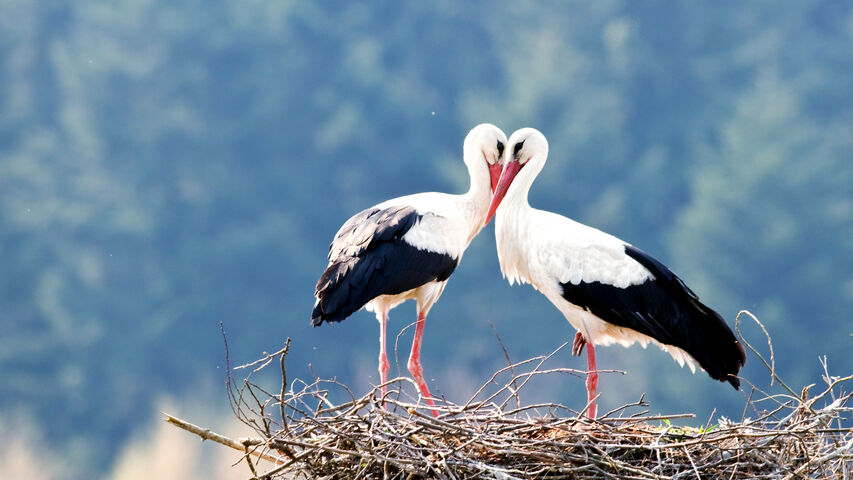 Storks