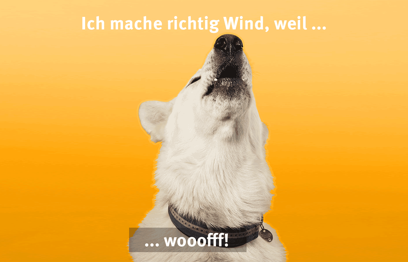 Wir machen richtig Wind: AchimsHund